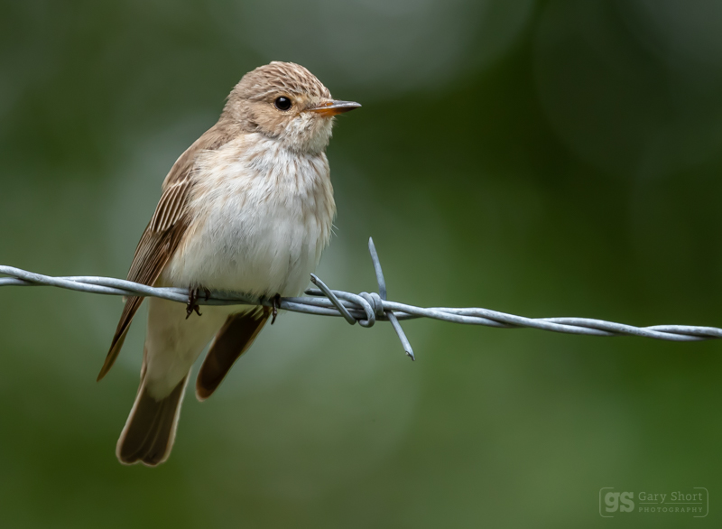 Spotted Flycatcher - Wildlife & Nature images