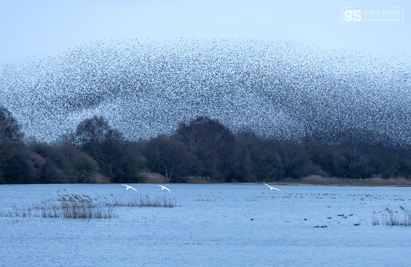 Starling Murmurations, Avalon Marshes_GS1118 - Latest images