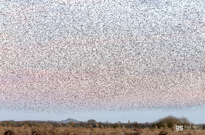 Starling Murmurations, Avalon Marshes_GS1098 - Latest images