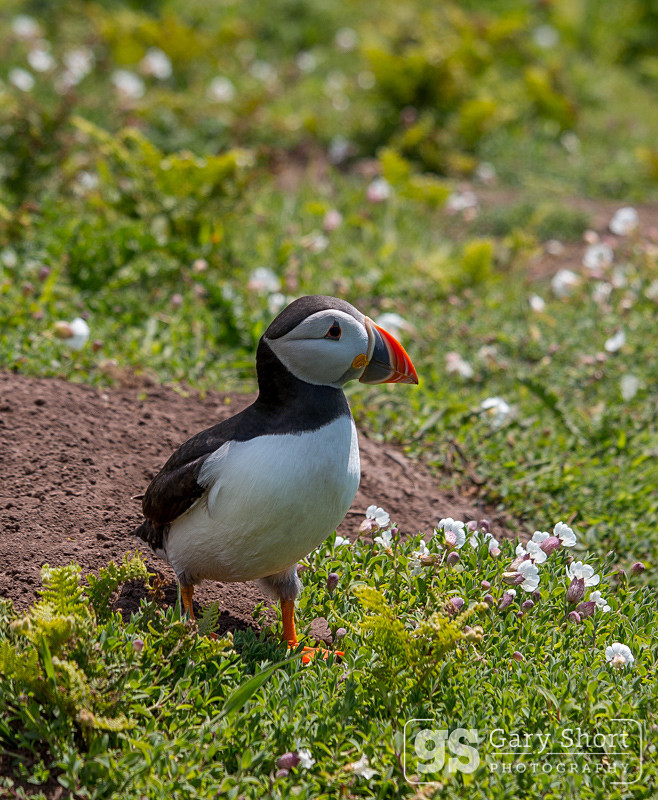 Puffin on Skomer - Skomer Island and Puffins