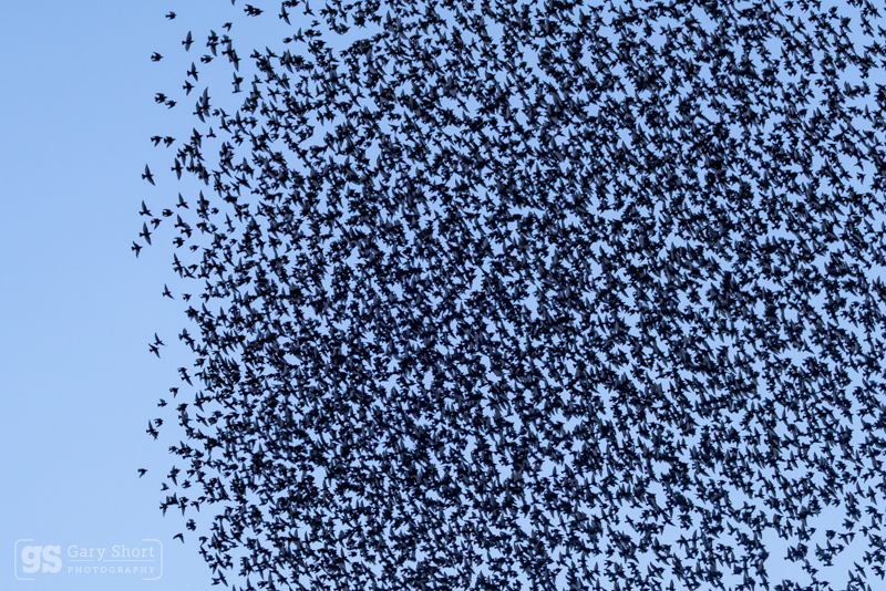 Starling Murmurations, Avalon Marshes_GS1135 - Latest images