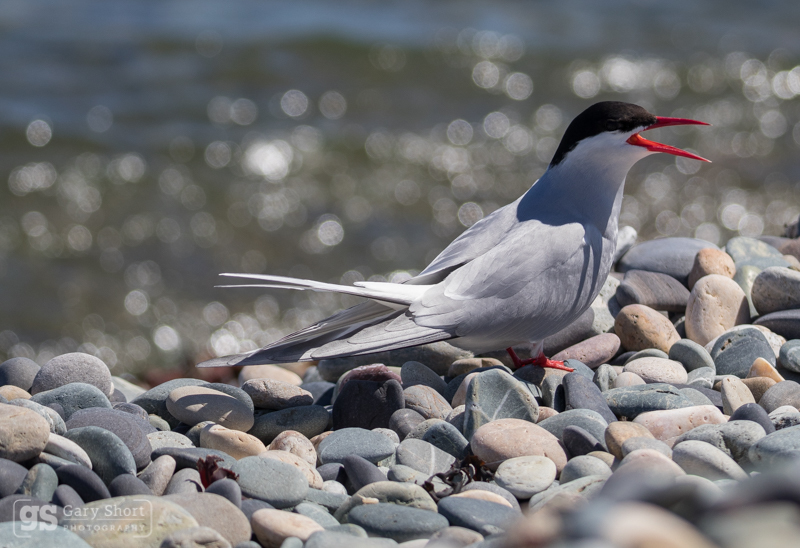 Arctic Tern calling - Wildlife & Nature images