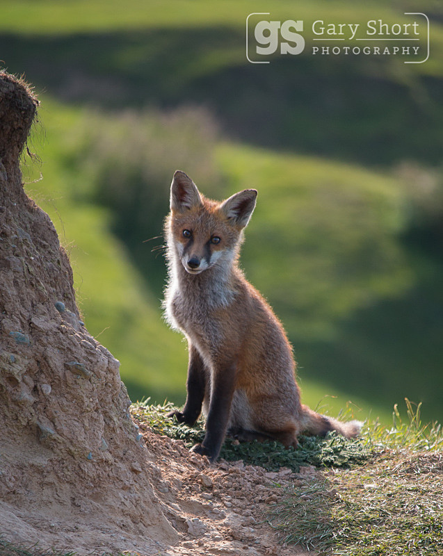 Young fox in summer - Wildlife & Nature images