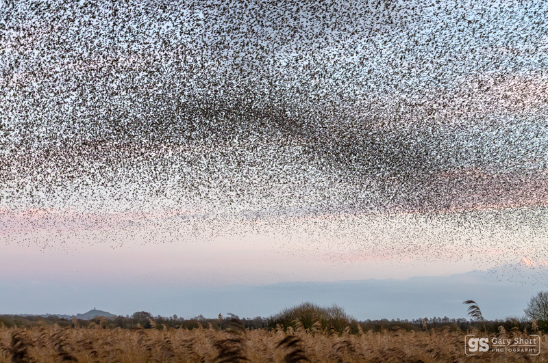 Starling Murmurations, Avalon Marshes_GS1101 - Latest images