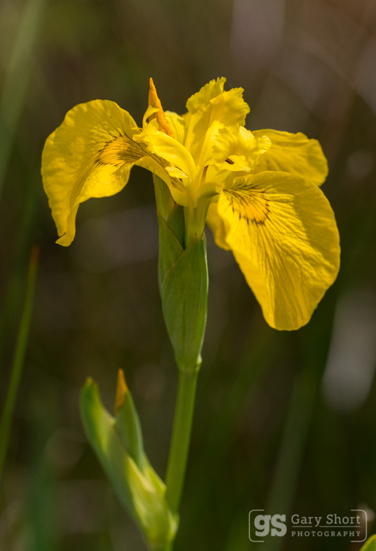 Yellow Iris, Ynys-hir - Wildlife & Nature images