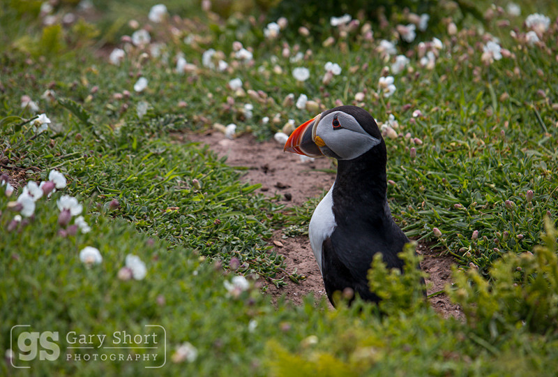 Puffin on Skomer Island - Skomer Island and Puffins
