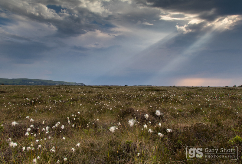 Evening light, Cors Fochno (Borth Bog) - Mid & South Wales images