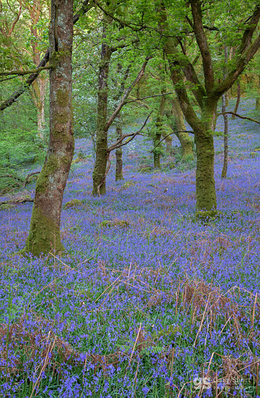A carpet of blue - Wildlife & Nature images
