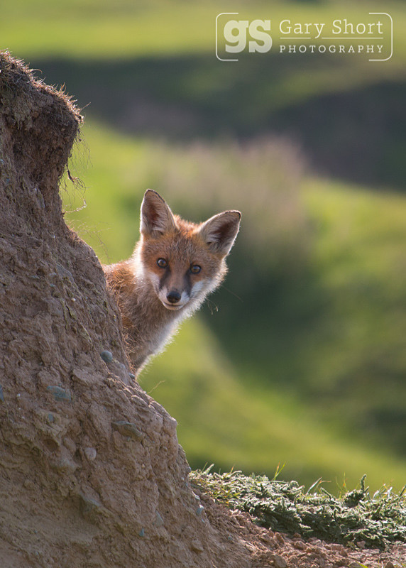 Curious Fox cub - Wildlife & Nature images