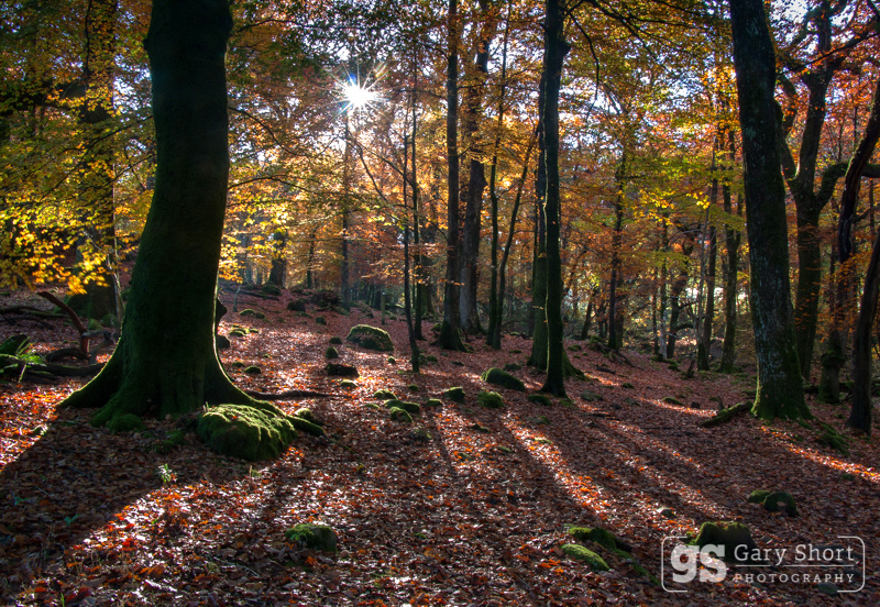 Woodland light, Snowdonia - Snowdonia images