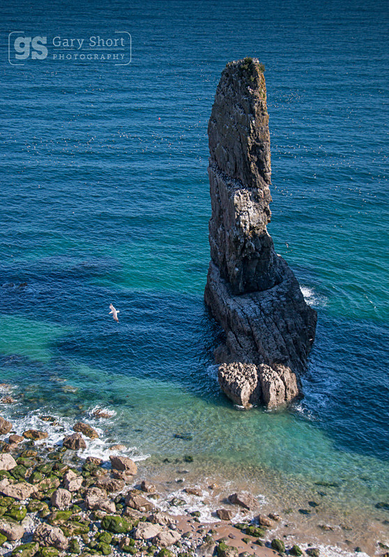 Seabirds, Elegug Stacks - Pembrokeshire