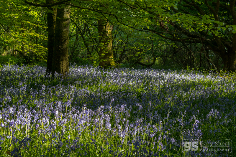 Snowdonia bluebells - Wildlife & Nature images