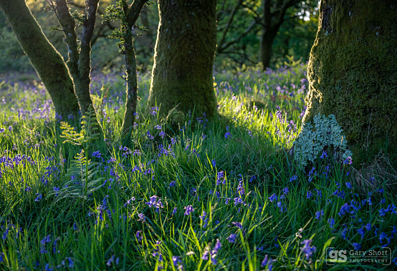 Glade light - Wildlife & Nature images