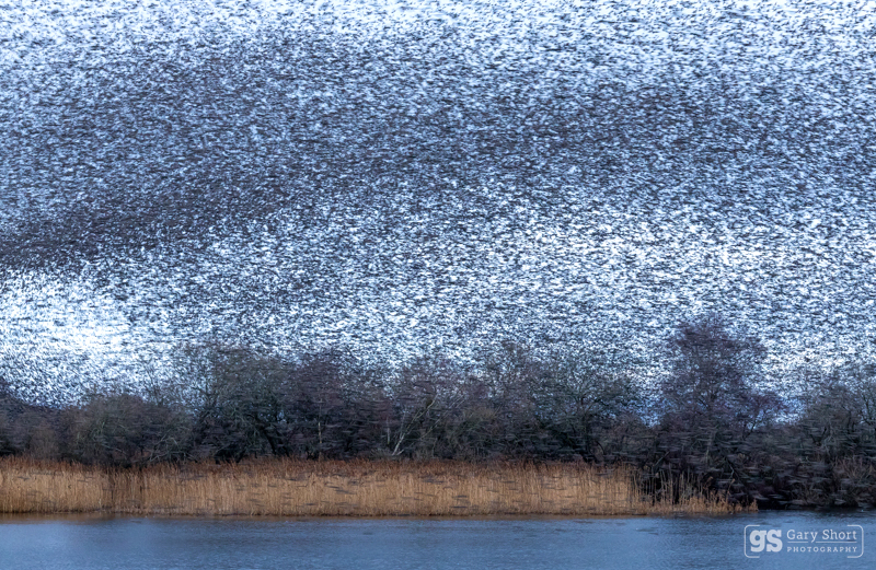 Starling Murmurations, Avalon Marshes_GS1105 - Latest images