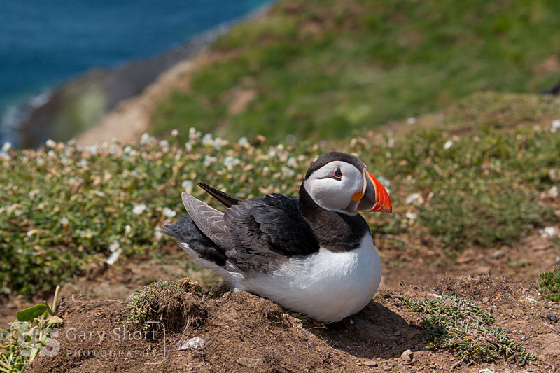 Puffin on Skomer Island - Skomer Island and Puffins