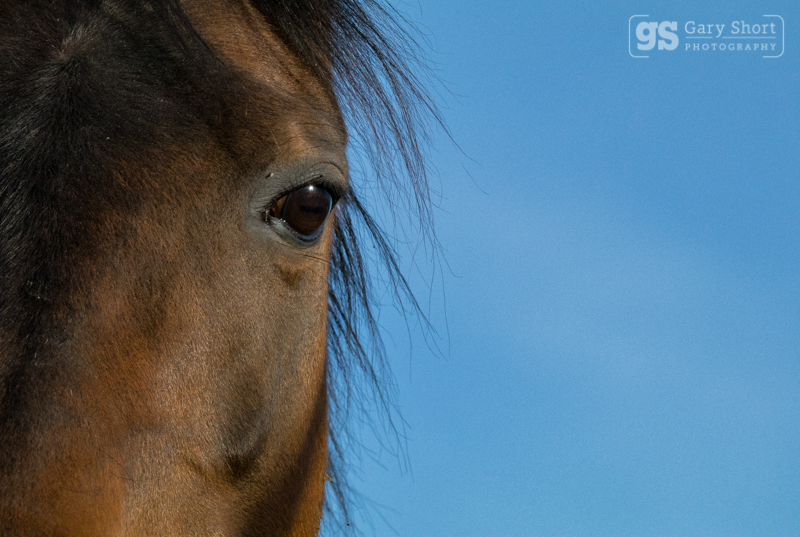 Stallion gaze - Wildlife & Nature images