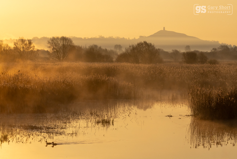 Misty morning, Avalon Marshes - Latest images