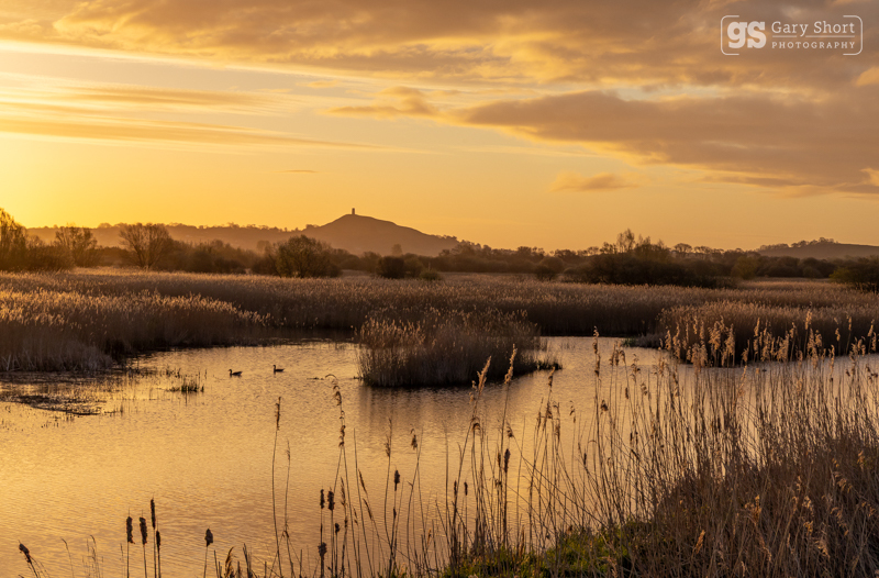 First light, Avalon Marshes - Latest images