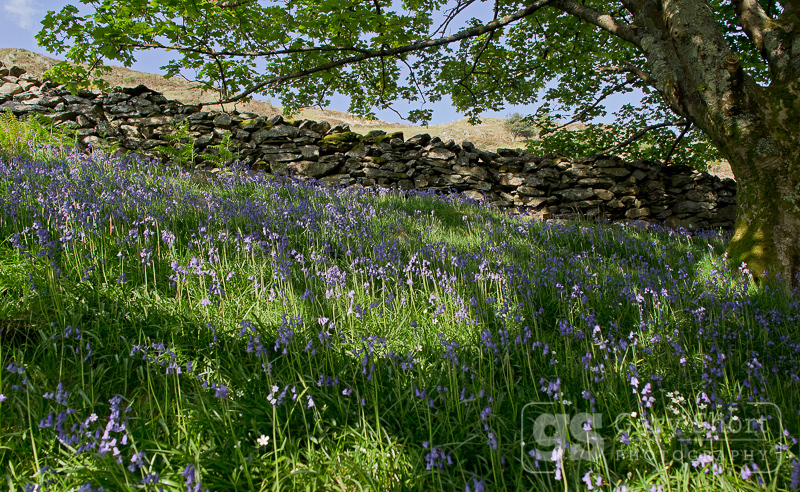 Bluebells near Abergynolwyn - Snowdonia images