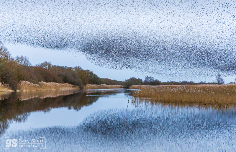 Starling Murmurations, Avalon Marshes_GS1107 - Latest images