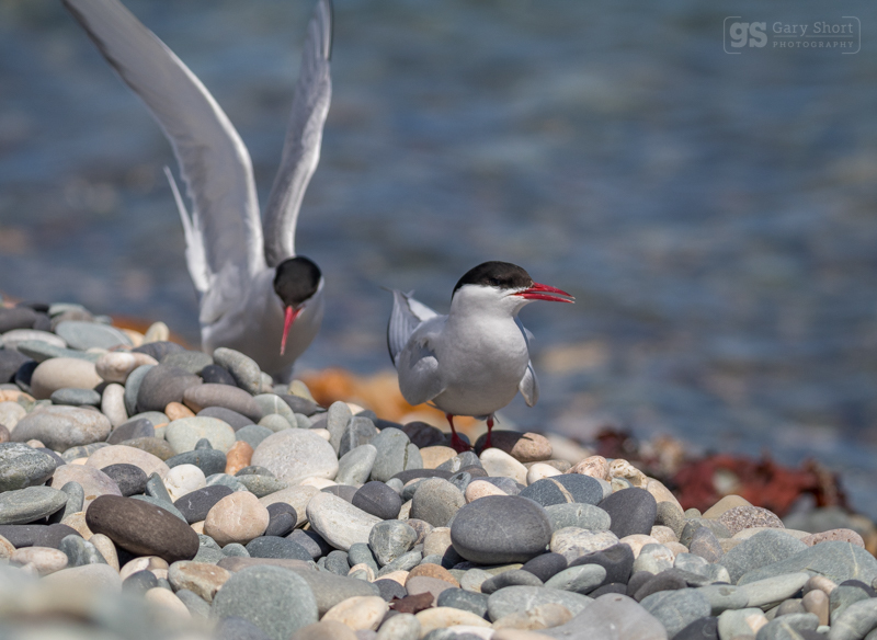 Arctic Terns - Wildlife & Nature images