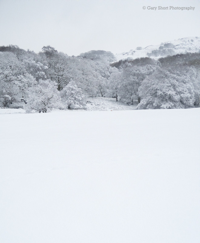Wood & Snow I - Snowdonia images
