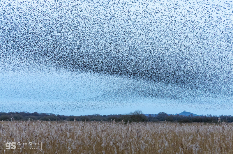 Starling Murmurations, Avalon Marshes_GS1106 - Latest images