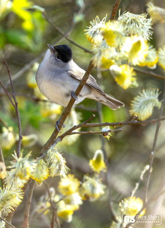 Blackcap in Willow catkins - Latest images