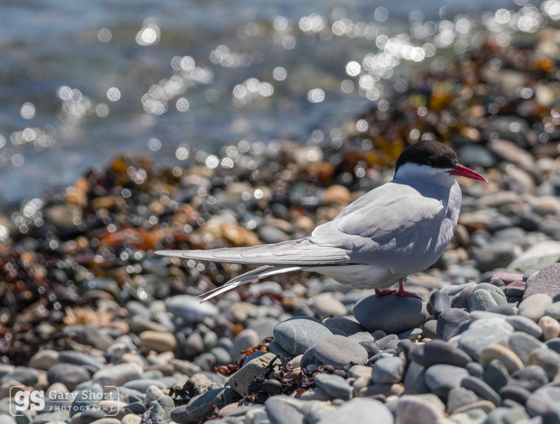 Arctic Tern resting - Wildlife & Nature images