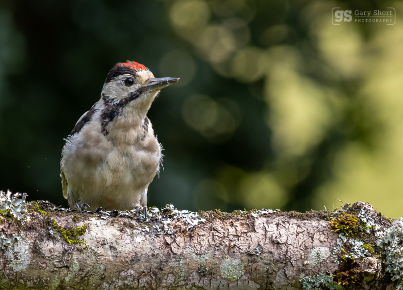 Great Spotted Woodpecker - Wildlife & Nature images