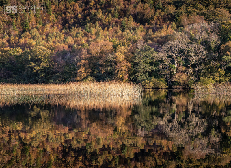 Reeds and ripples, Llyn Gwernan - Snowdonia images