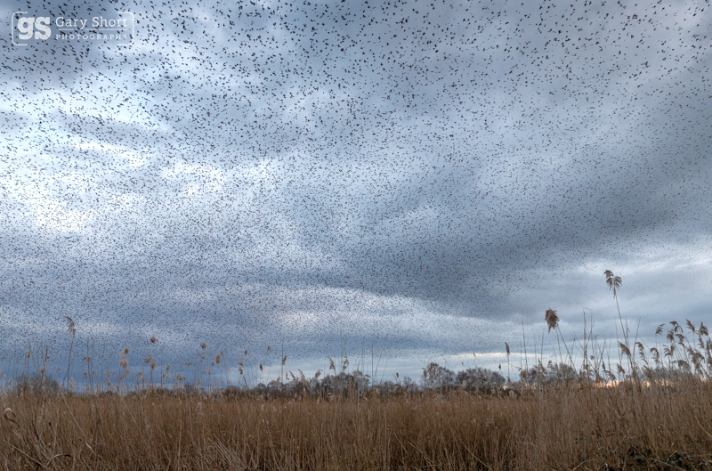 A sky full of Starlings - Latest images