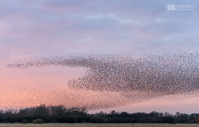 Starling Murmurations, Avalon Marshes_GS1120 - Latest images