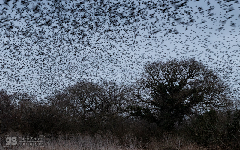Gathering - Somerset Levels