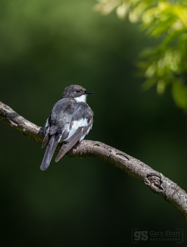 Pied Flycatcher - Wildlife & Nature images