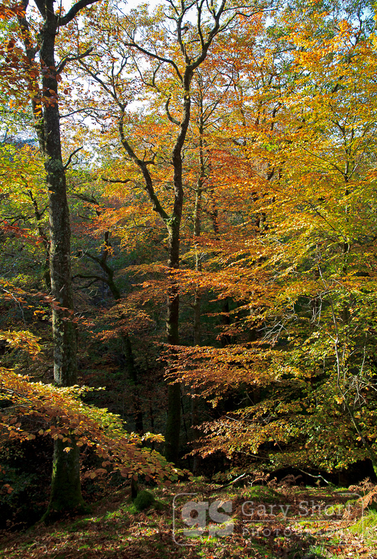 Autumn trees, Torrent Walk - Snowdonia images