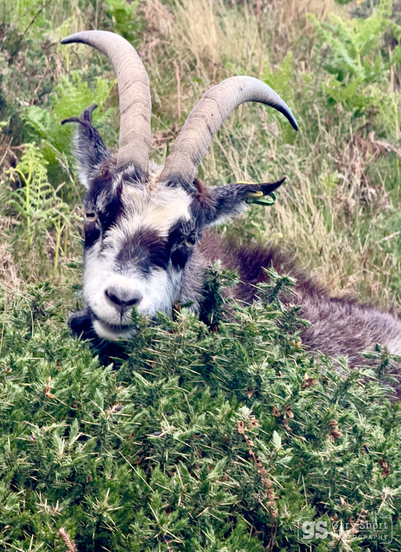 Billy Goat - Exmoor National Park