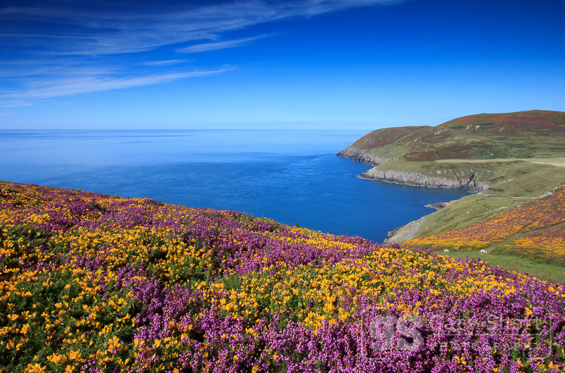 Heather and Gorse, Porth Llanllawen - North Wales images