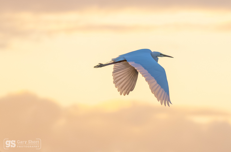 Great White Egret at sunset - Latest images