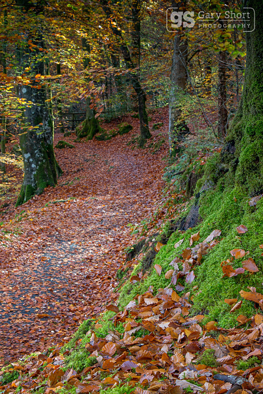 Autumn colours, Torrent Walk, Dolgellau - Snowdonia images