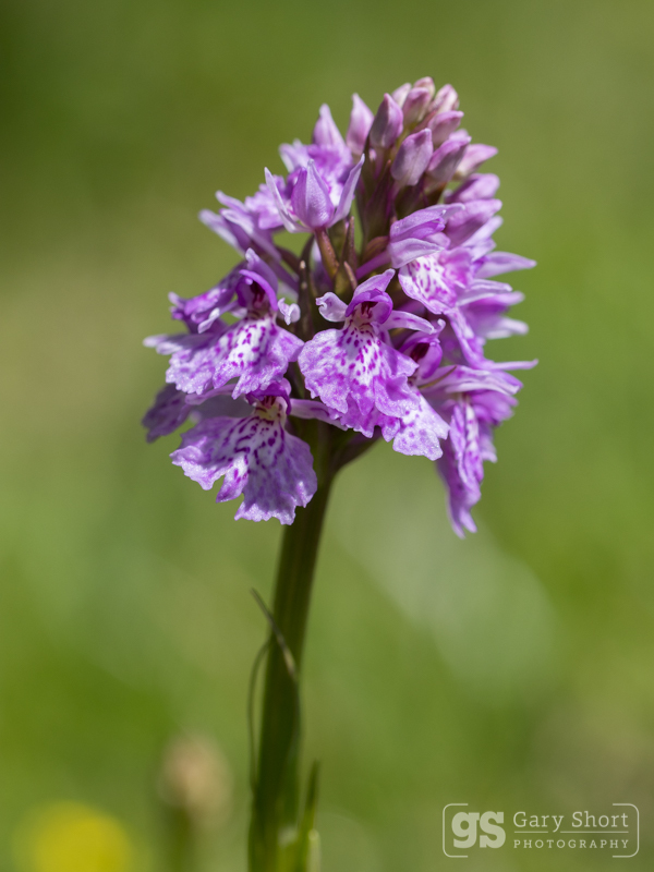 Heath Spotted-orchid - Wildlife & Nature images