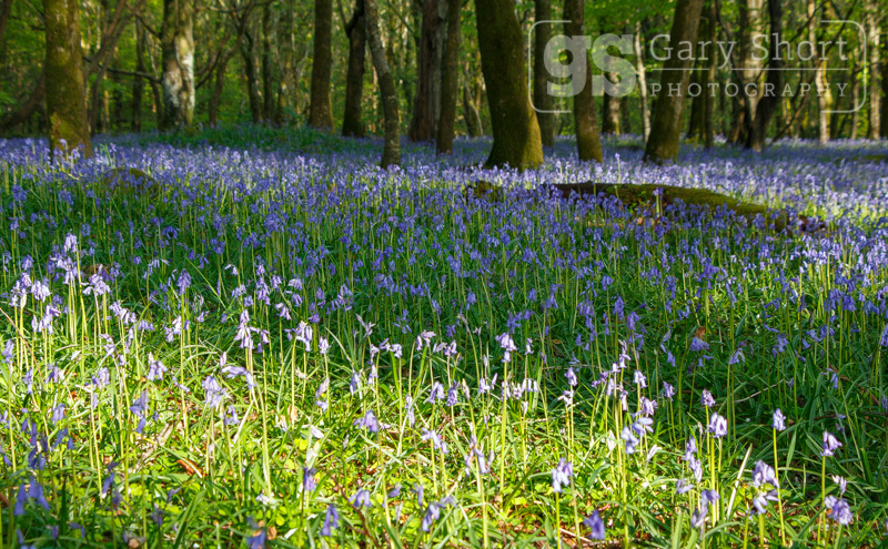 Bluebells in evening light, Snowdonia - Snowdonia images