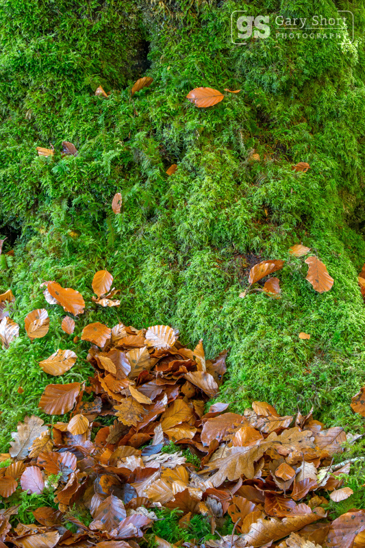 A bed of moss - Snowdonia images
