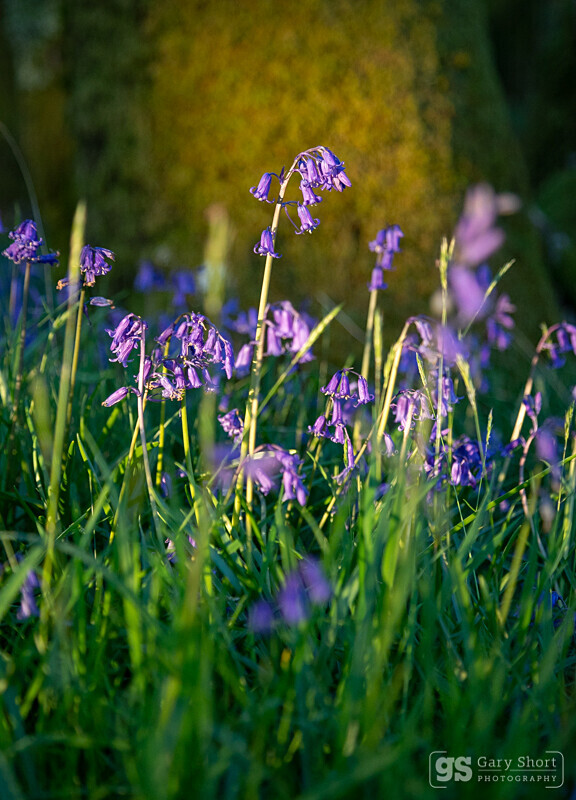 Spring Bluebells - Wildlife & Nature images