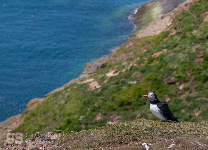 Puffin on Skomer Island - Skomer Island and Puffins
