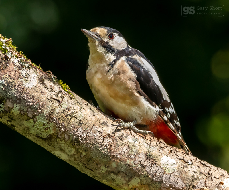 Great Spotted Woodpecker - Wildlife & Nature images