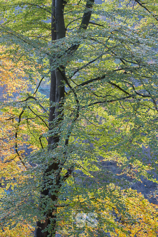 Autumn trees near Pistyll Rhaeadr - Mid & South Wales images