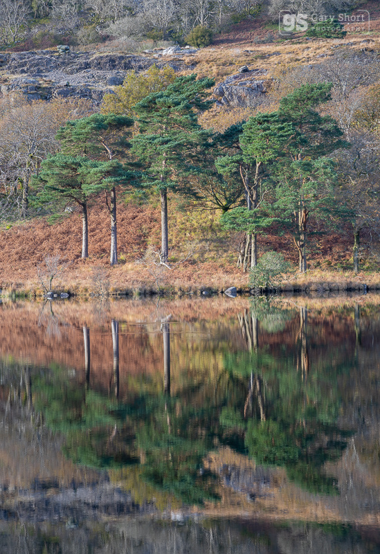 Pines, Llyn Gwynant - Snowdonia images