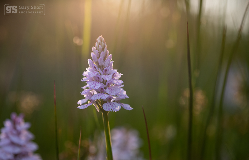 Heath Spotted-orchid - Wildlife & Nature images