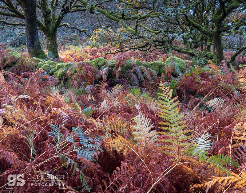 Autumn colour, Snowdonia - Snowdonia images